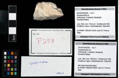 Foto (Objekt + Etikett) von Cycloprosopon sp.  (NHMW-GEO-2014-0194-0258)